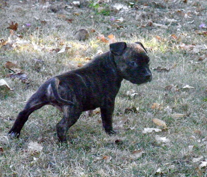 Faune queen safarie des Guerriers Occitans