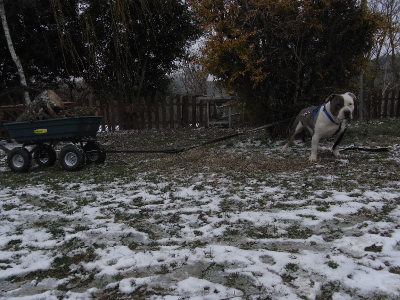 Publication : des Guerriers Occitans Auteur : lapeyre-frederic/ martins rose-m