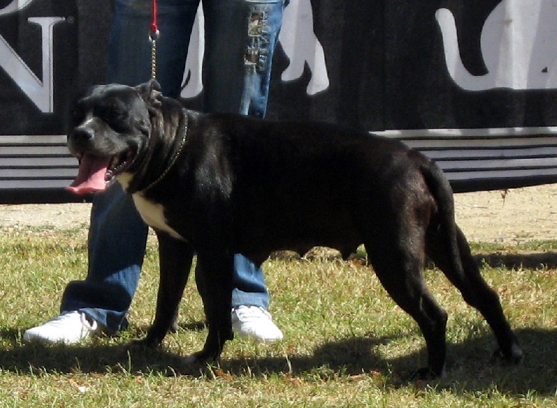 Arena black-night des Guerriers Occitans