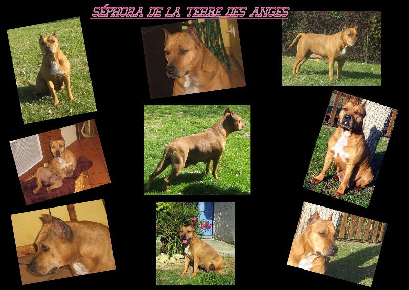 Sephora de la terre des anges