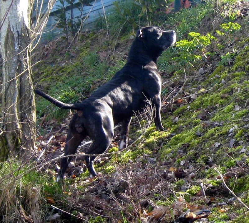 Arena black-night des Guerriers Occitans
