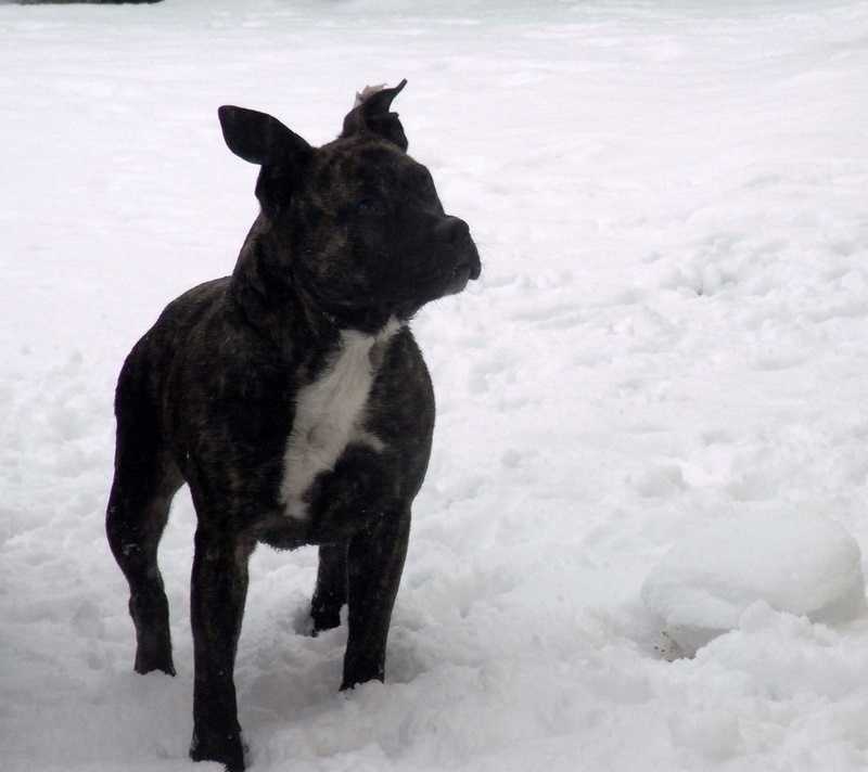 Faune queen safarie des Guerriers Occitans