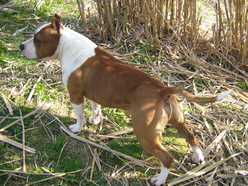 Magic-ster des Guerriers Occitans