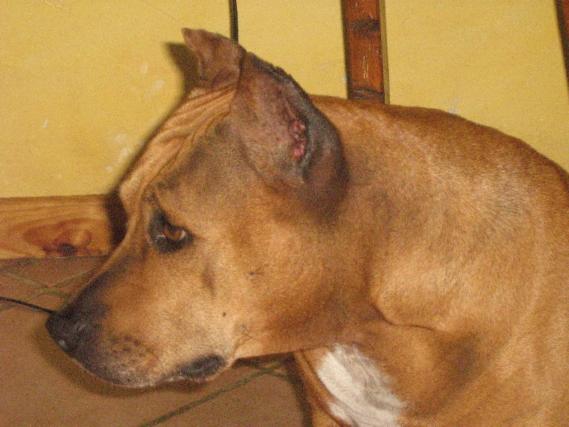 Sephora de la terre des anges