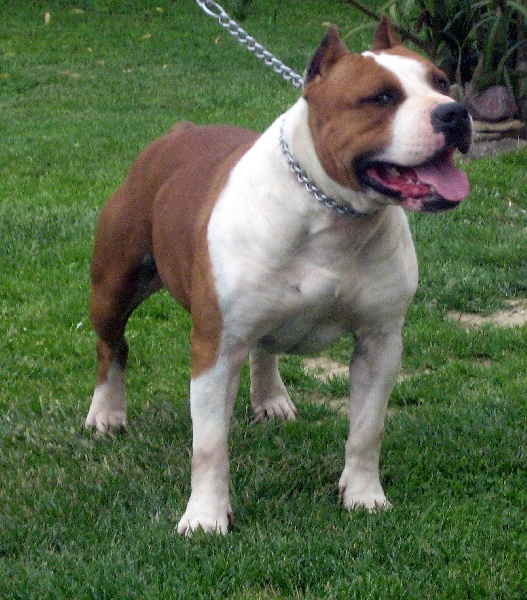 Magic-ster des Guerriers Occitans