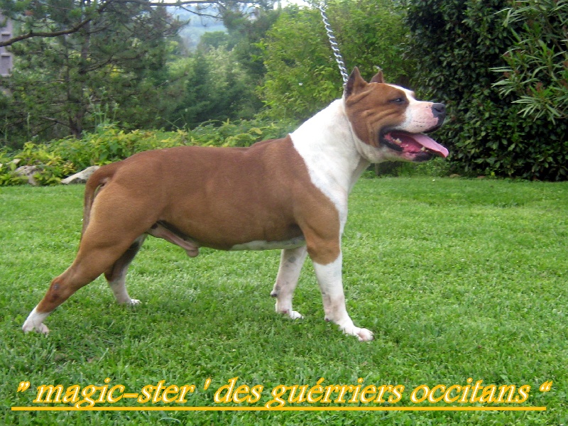 Magic-ster des Guerriers Occitans