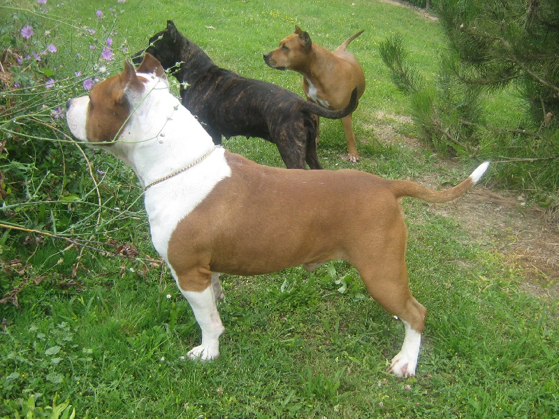 Magic-ster des Guerriers Occitans