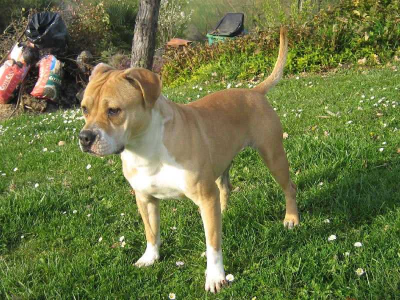 Arley-bety boops des Guerriers Occitans