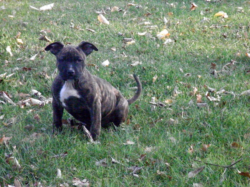 Faune queen safarie des Guerriers Occitans