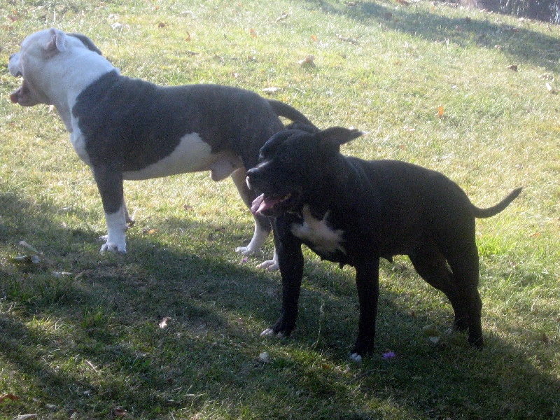 Arena black-night des Guerriers Occitans