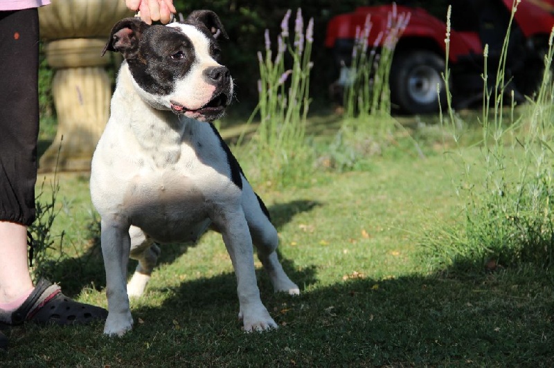 Holga' édition 2 ' des Guerriers Occitans