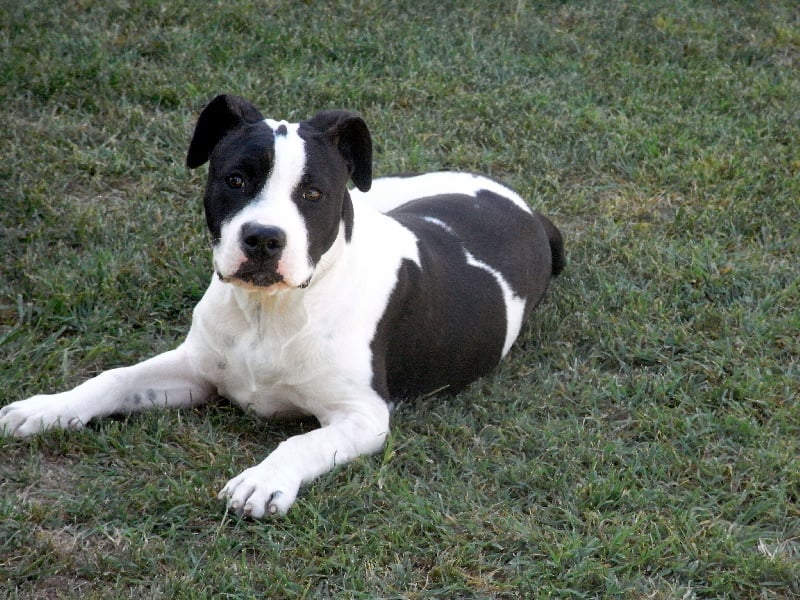 Holga' édition 2 ' des Guerriers Occitans