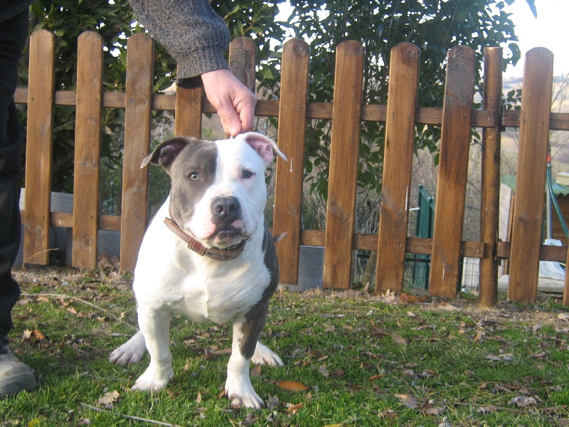 Cerdan ' alias ceusteur ' des Guerriers Occitans