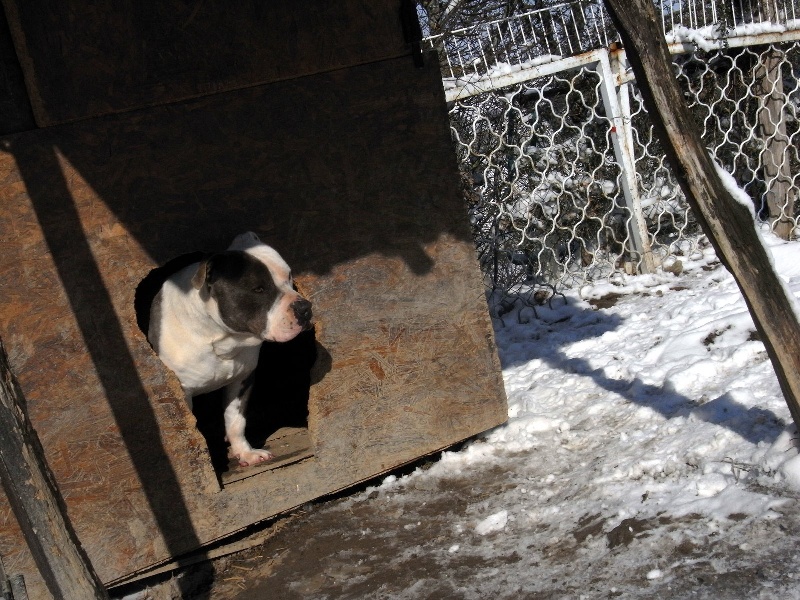 Publication : des Guerriers Occitans Auteur : lapeyre-frederic/ martins rose-m