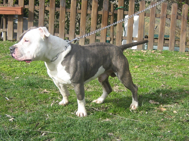 Cerdan ' alias ceusteur ' des Guerriers Occitans