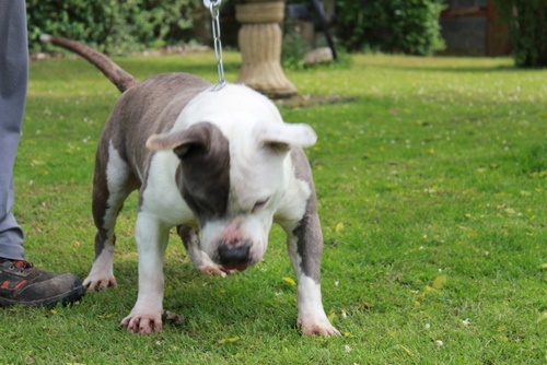 Publication : des Guerriers Occitans Auteur : lapeyre-frederic/ martins rose-m