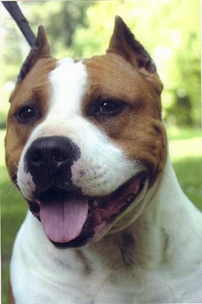 Magic-ster des Guerriers Occitans