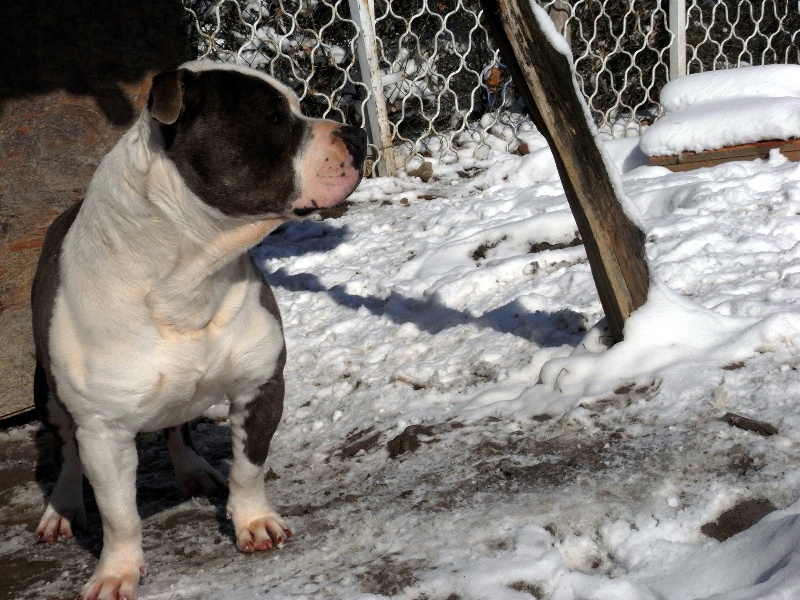 Publication : des Guerriers Occitans Auteur : lapeyre-frederic/ martins rose-m