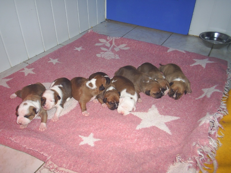 Magic-ster des Guerriers Occitans