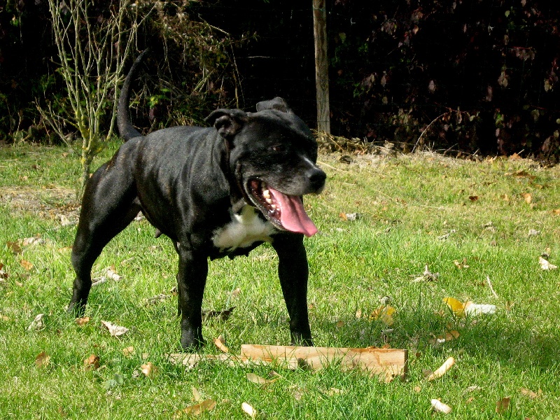 Arena black-night des Guerriers Occitans