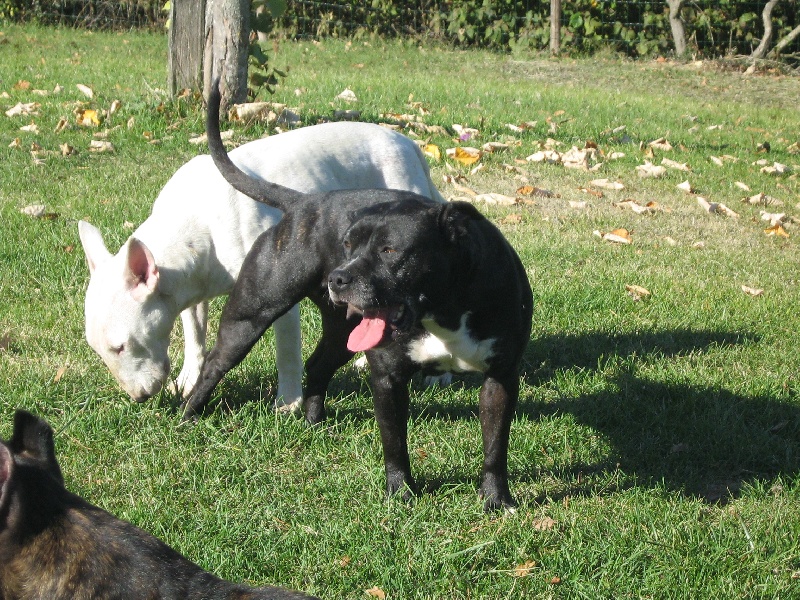 Arena black-night des Guerriers Occitans