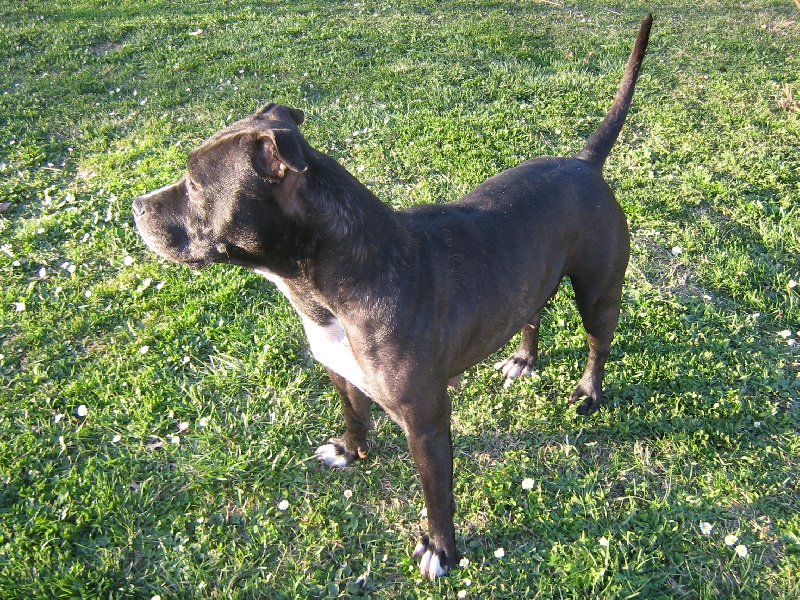 Arena black-night des Guerriers Occitans