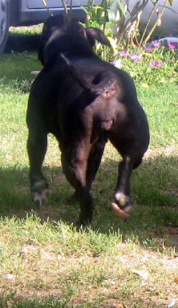 Arena black-night des Guerriers Occitans