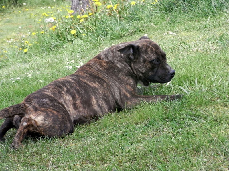 Faune queen safarie des Guerriers Occitans