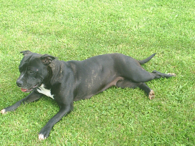 Arena black-night des Guerriers Occitans