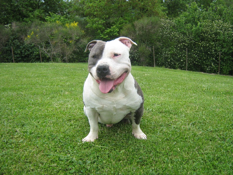 Cerdan ' alias ceusteur ' des Guerriers Occitans