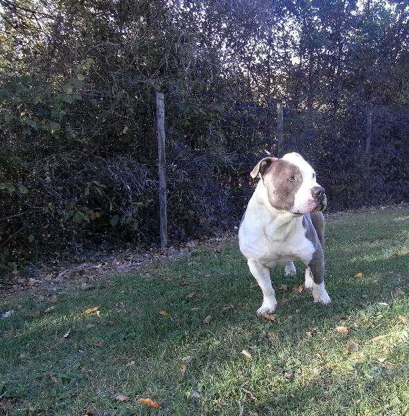 Publication : des Guerriers Occitans Auteur : lapeyre-frederic/ martins rose-m