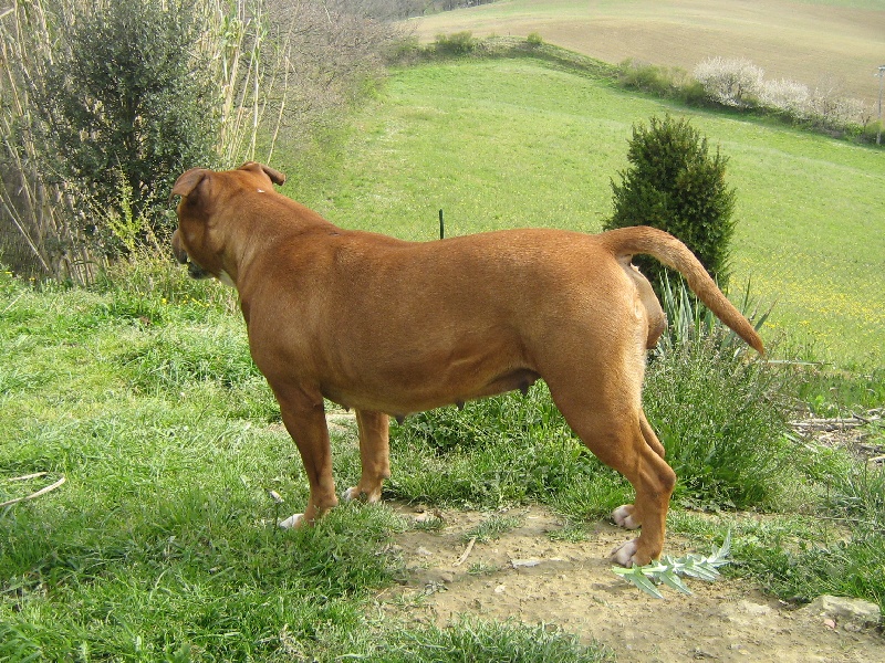 Usa- des Guerriers Occitans