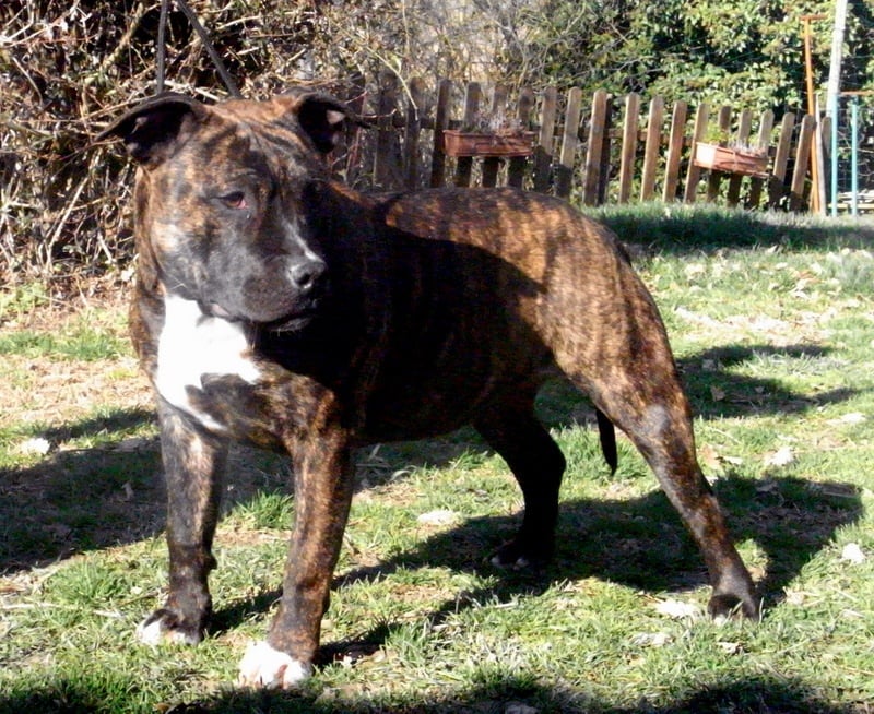 Faune queen safarie des Guerriers Occitans