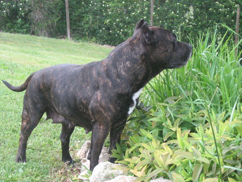 Unaya des Guerriers Occitans