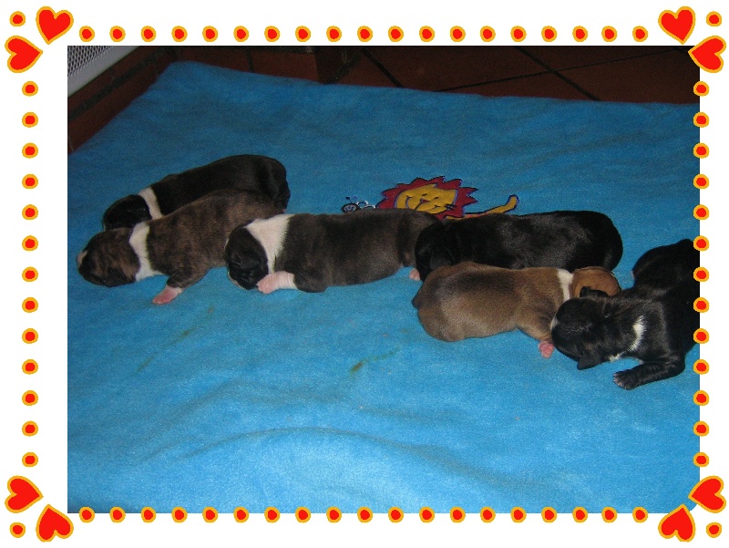 Unaya des Guerriers Occitans