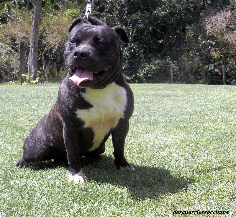 Elvis'  king off the king ' des Guerriers Occitans