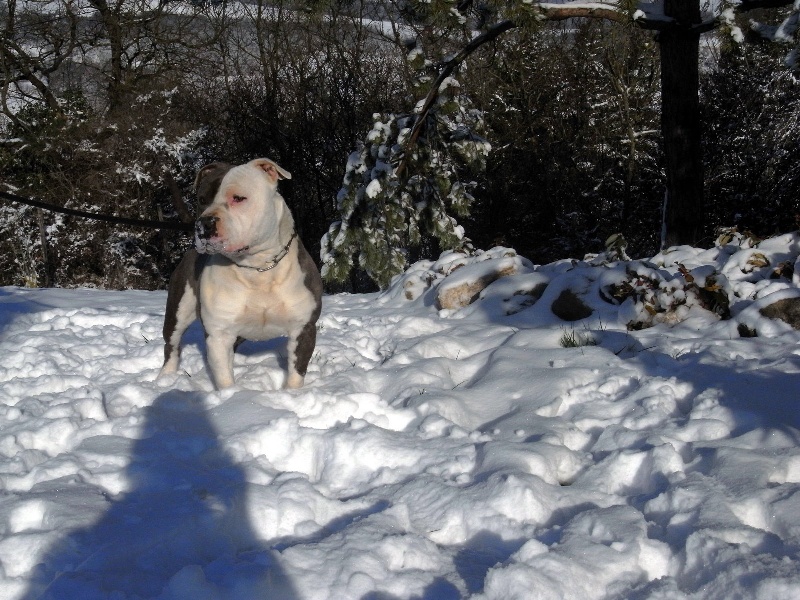Publication : des Guerriers Occitans Auteur : lapeyre-frederic/ martins rose-m