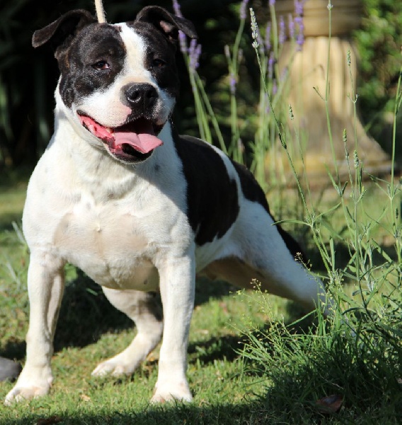 Holga' édition 2 ' des Guerriers Occitans