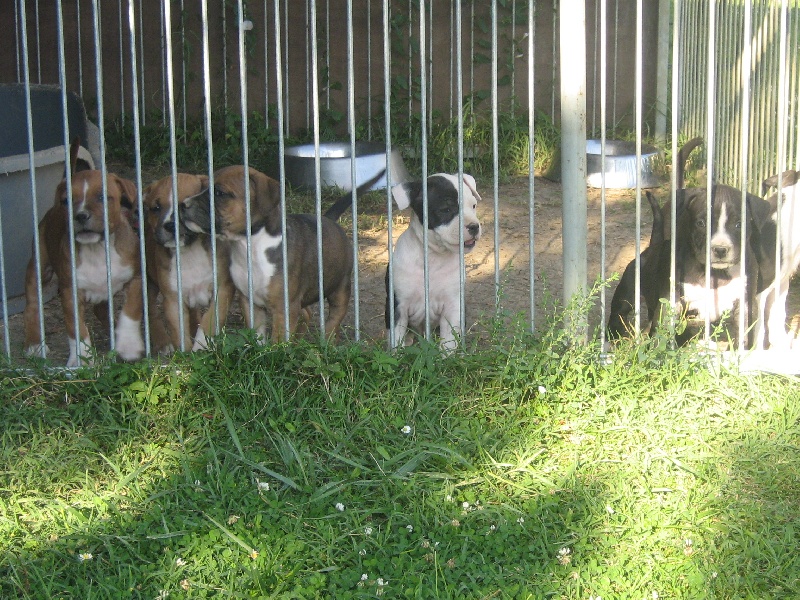 Usa- des Guerriers Occitans