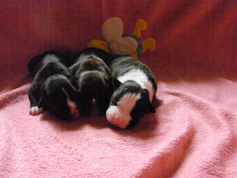 Faune queen safarie des Guerriers Occitans