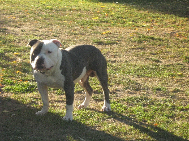 Cerdan ' alias ceusteur ' des Guerriers Occitans