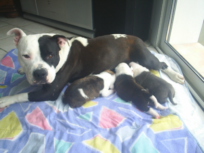 Cerdan ' alias ceusteur ' des Guerriers Occitans