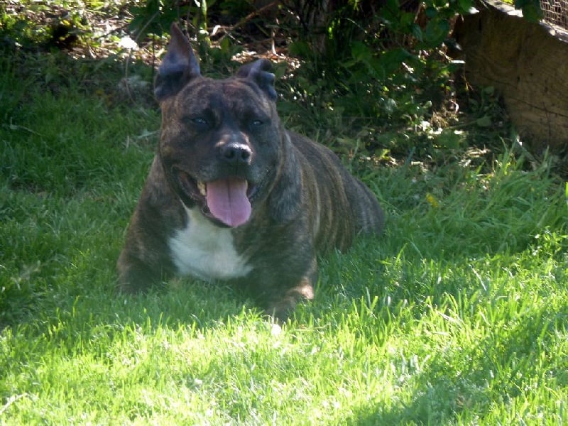 Faune queen safarie des Guerriers Occitans