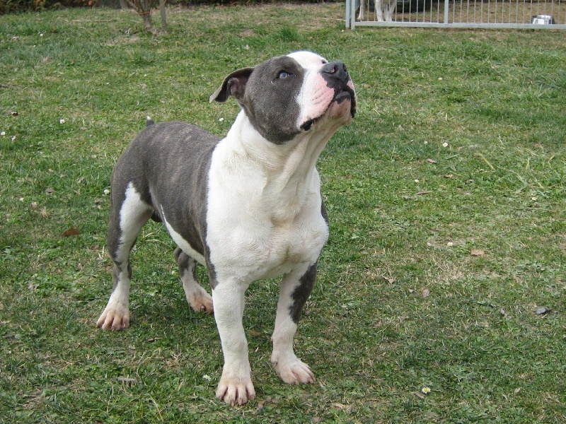 Cerdan ' alias ceusteur ' des Guerriers Occitans