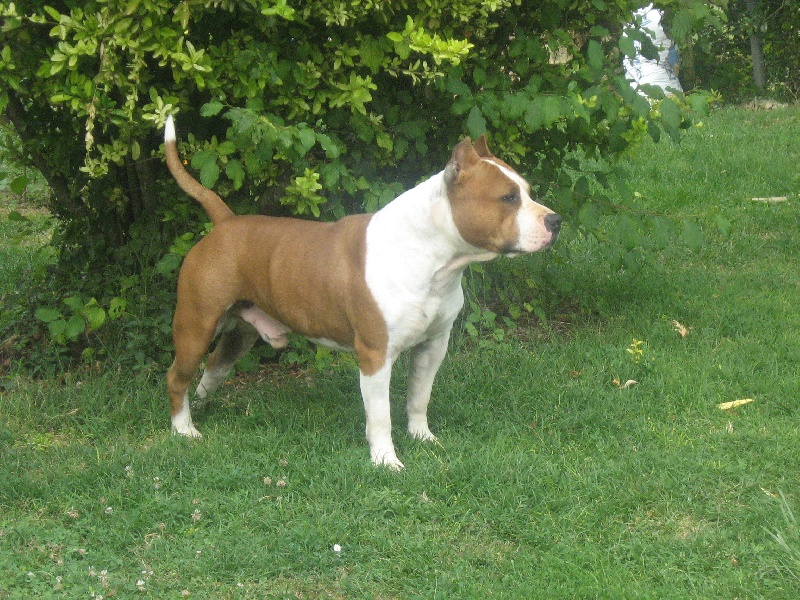 Magic-ster des Guerriers Occitans