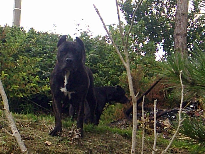 Unaya des Guerriers Occitans