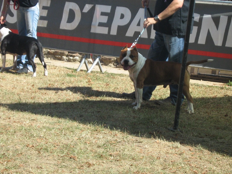 Magic-ster des Guerriers Occitans