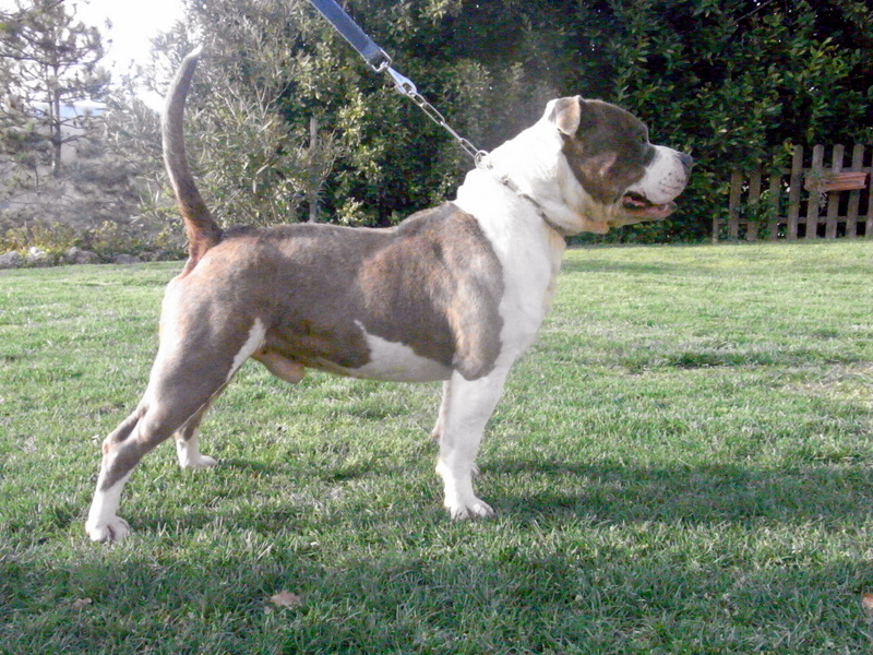 Publication : des Guerriers Occitans Auteur : lapeyre-frederic/ martins rose-m