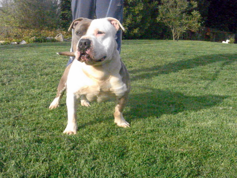 Publication : des Guerriers Occitans Auteur : lapeyre-frederic/ martins rose-m