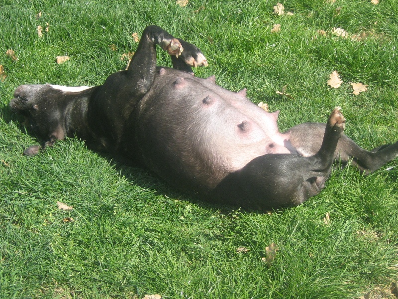 Arena black-night des Guerriers Occitans